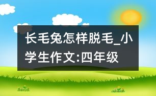 長(zhǎng)毛兔怎樣脫毛_小學(xué)生作文:四年級(jí)