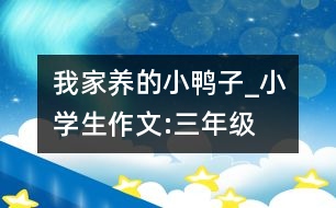 我家養(yǎng)的小鴨子_小學(xué)生作文:三年級(jí)