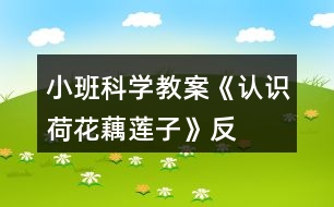 小班科學(xué)教案《認(rèn)識(shí)荷花、藕、蓮子》反思