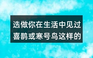 選做：你在生活中見過喜鵲或寒號(hào)鳥這樣的人嗎?說說他的小故事。