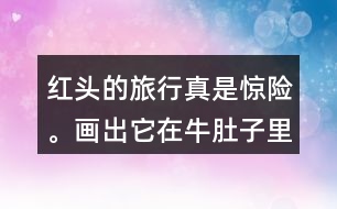 紅頭的旅行真是驚險(xiǎn)。畫出它在牛肚子里旅行的路線，再把這個(gè)故事講給別人聽。