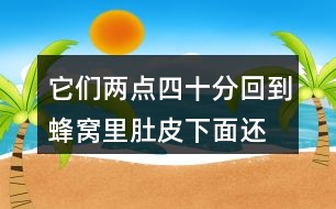 它們兩點四十分回到蜂窩里,肚皮下面還沾著花粉呢?兩點四十分表示什么意思