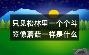 只見松林里一個個斗笠像蘑菇一樣是什么意思