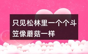 只見(jiàn)松林里一個(gè)個(gè)斗笠像蘑菇一樣
