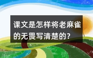 課文是怎樣將老麻雀的無(wú)畏寫清楚的？