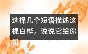 選擇幾個(gè)短語描述這棵白樺，說說它給你留下了怎樣的印象