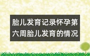 胎兒發(fā)育記錄：懷孕第六周胎兒發(fā)育的情況