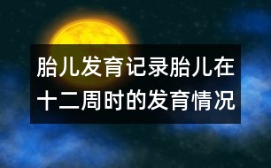 胎兒發(fā)育記錄：胎兒在十二周時(shí)的發(fā)育情況