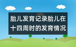 胎兒發(fā)育記錄：胎兒在十四周時的發(fā)育情況