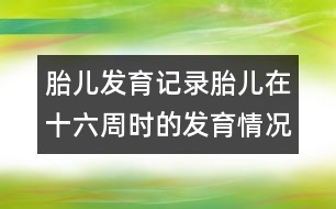 胎兒發(fā)育記錄：胎兒在十六周時(shí)的發(fā)育情況