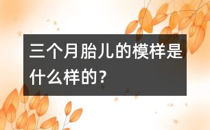 三個(gè)月胎兒的模樣是什么樣的？