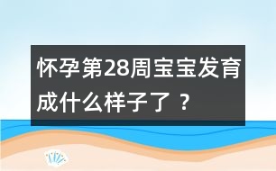 懷孕第28周寶寶發(fā)育成什么樣子了 ？