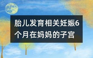 胎兒發(fā)育相關(guān)：妊娠6個月“在媽媽的子宮里，像在宇宙中遨游！”