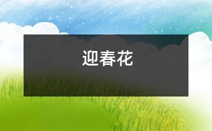 迎春花