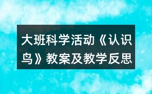 大班科學活動《認識鳥》教案及教學反思