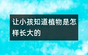 讓小孩知道植物是怎樣長大的