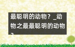 最聰明的動物？_動物之最：最聰明的動物？