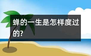 蟬的一生是怎樣度過(guò)的?