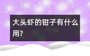 大頭蝦的鉗子有什么用?