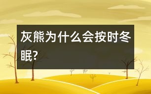 灰熊為什么會按時冬眠?