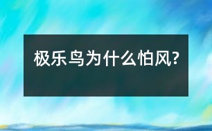 極樂鳥為什么怕風?