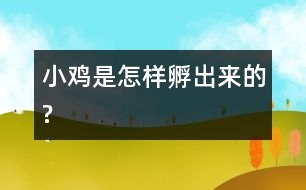 小雞是怎樣孵出來(lái)的?