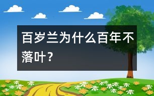 百歲蘭為什么百年不落葉？