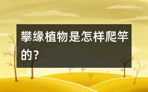 攀緣植物是怎樣爬竿的？