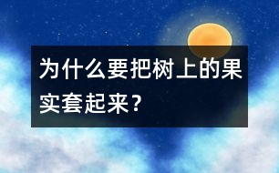 為什么要把樹上的果實套起來？