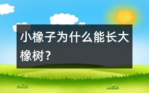 小橡子為什么能長(zhǎng)大橡樹？