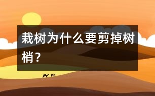 栽樹為什么要剪掉樹梢？